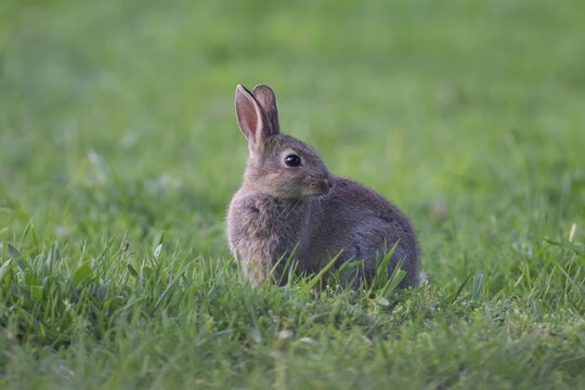 Rabbit (Oryctolagus cuniculus) wild juvenile baby animal in grassland in the summer, England, United Kingdom
