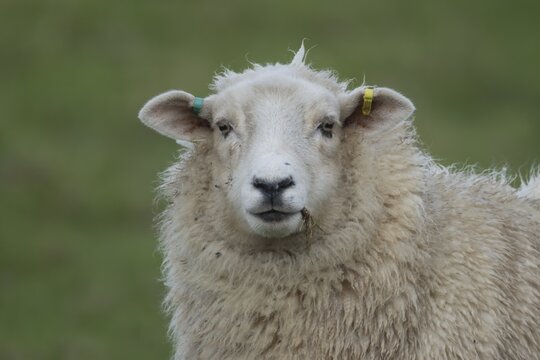 Domestic sheep (Ovis aries) adult ewe farm animal standing in a grass field, England, United Kingdom