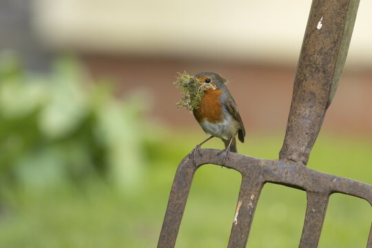 European robin (Erithacus rubecula) adult bird on a garden fork with nesting material in its beak in spring, England, United Kingdom