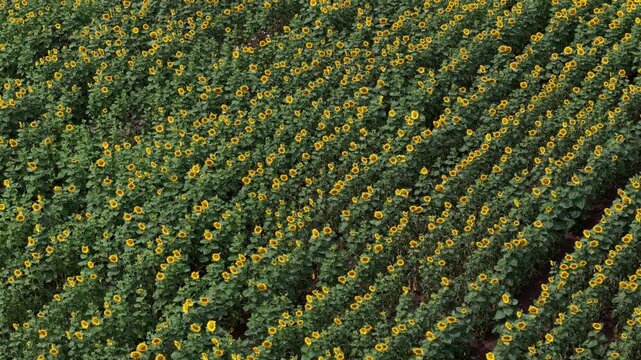 An aerial perspective captures a vast agricultural field filled with blooming sunflowers arranged in neat, rhythmic and diagonal rows.