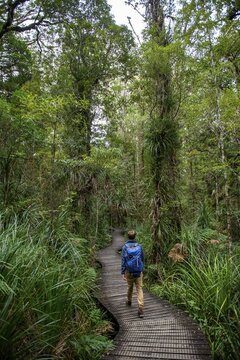 Young man on hiking trail in Kauri Forest, Kauri Walks, Waipoua Forest, Northland, North Island, New Zealand