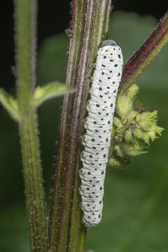Mullein moth (Cucullia verbasci) Light colour variant of the caterpillar on black dark mullein (Verbascum nigrum), Baden-W&uuml;rttemberg, Germany
