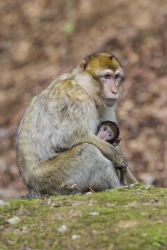 Barbary Macaque (Macaca sylvanus), adult with young, captive