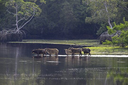 Red buffalo or forest buffalo (Syncerus nanus) crossing a river, Loango National Park, Parc National de Loango, Ogoou&eacute;-Maritime Province, Gabon