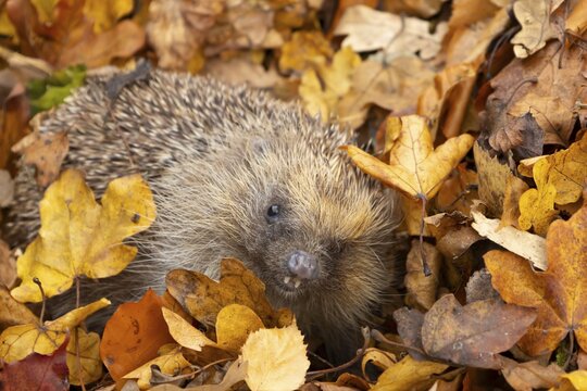 European hedgehog (Erinaceus europaeus) adult animal amongst fallen autumn leaves, England, United Kingdom