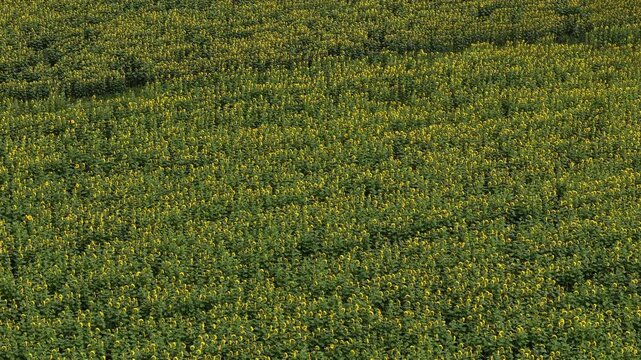 An aerial view shows an expansive field covered with blooming yellow sunflowers and vibrant green foliage, signifying nature's bounty.