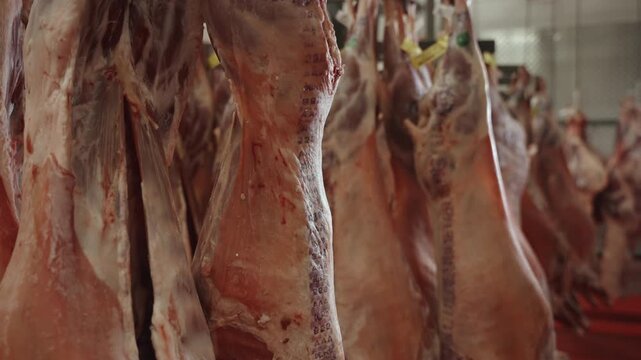 Rows of stamped lamb sides hang from overhead rails inside a refrigerated meat hanging cooler at a large packing plant.