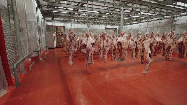 Butchered carcasses hang on an overhead hook system in a bright red-floored refrigerated room at a large meat packing plant.