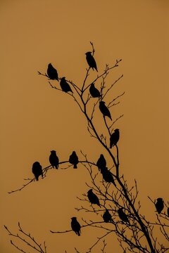 Bohemian waxwing (Bombycilla garrulus) adult birds perched in a tree silhouette at sunset, Norfolk, England, United Kingdom