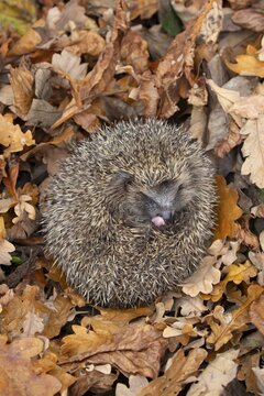 European hedgehog (Erinaceus europaeus) adult animal curled up in a ball on fallen autumn leaves in a garden, England, United Kingdom