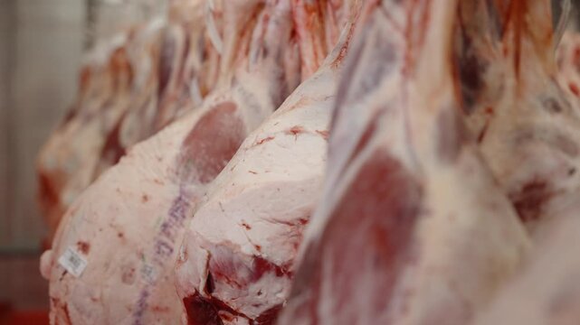 Rows of split meat sides fill the frame in a meat hanging cooler at a large industrial packing facility.