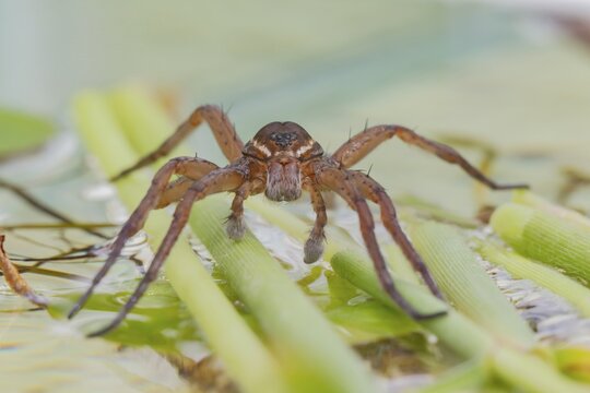 Fen raft spider (Dolomedes plantarius) adult arachnid on vegetation on the water surface of a pond in summer, England, United Kingdom