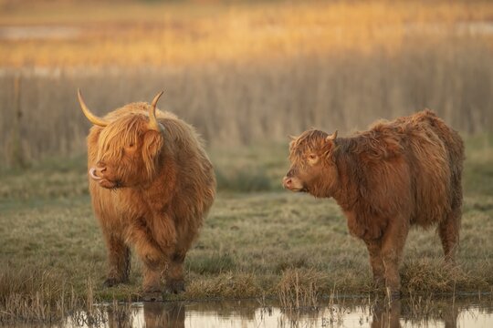 Highland cattle (Bos taurus) adult and juvenile animal standing in a grass field, Lincolnshire, England, United Kingdom