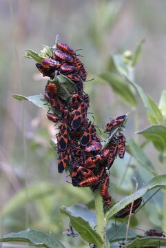 Firebug (Pyrrhocoris apterus), Feldthurns, Bolzano-Bozen, Italy