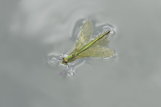 Banded demoiselle damselfly (Calopteryx splendens) adult female insect floating on the water surface of a river in summer, Suffolk, England, United Kingdom