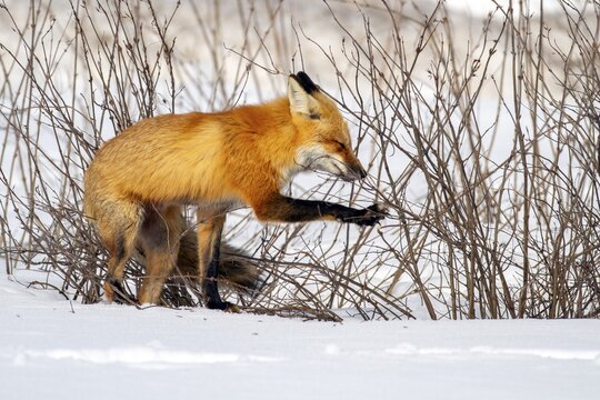 Red fox (vulpes vulpes), Fox standing on the snow and pushing aside the vegetation, Province of Quebec, Canada, North America
