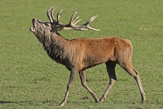 Red deer (Cervus elaphus), stag roaring during the rut, captive, France