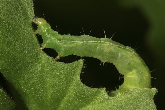 Green caterpillar (Lepidoptera) feeding on a leaf, Germany