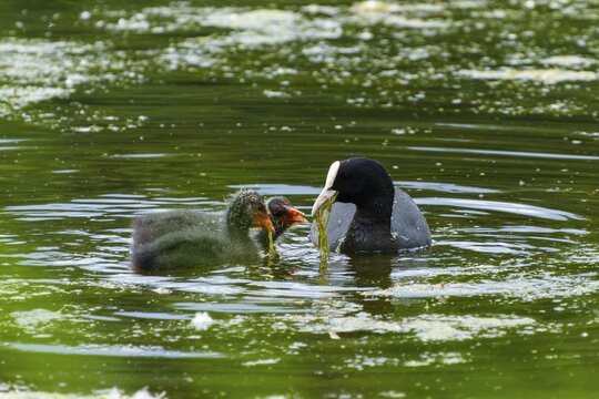 A coot feeding its chick on green water, coot, (Fulicia atra), wildlife, Germany