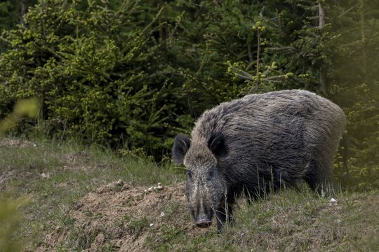In the late afternoon, a wild boar boar (Sus scrofa) appears at the edge of a wallow, discovers me and immediately retreats, encounter, surprise, fright, May, Denmark