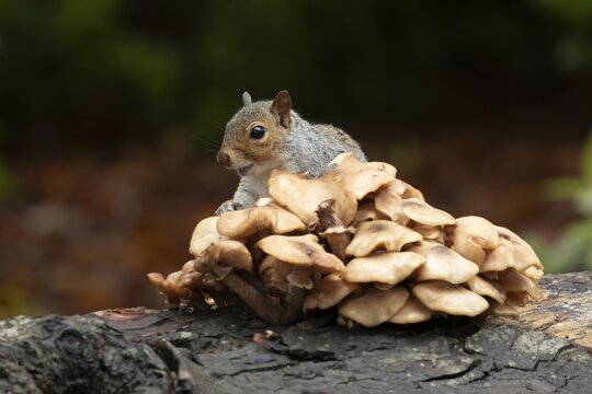 Grey squirrel (Sciurus carolinensis) adult animal feeding on fungi on a fallen tree branch in the autumn, England, United Kingdom