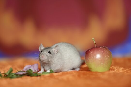 Coloured rat (Rattus novegicus forma domestica), young animal and apple