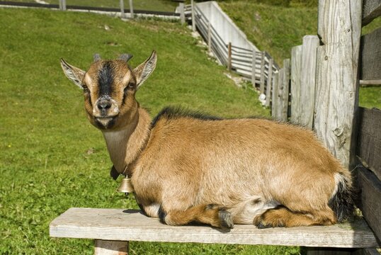Pygmy Goat (Capra hircus), Eng-Alm, Eng Alp, Karwendel Range, Austria, Europe