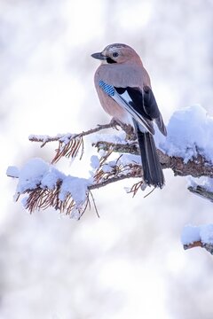 Eurasian jay (Garrulus glandarius), sitting on a branch, Terfens, Tyrol, Austria