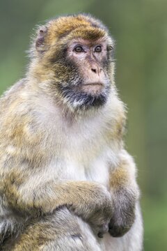 Barbary Macaque (Macaca sylvanus), adult, captive, Rhineland-Palatinate, Germany