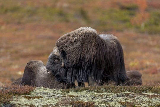 The musk ox bull (Ovibos moschatus) often tries to ask the group members to end the break, autumn, autumn landscape, Ruska, Tundra landscape, September, Norway