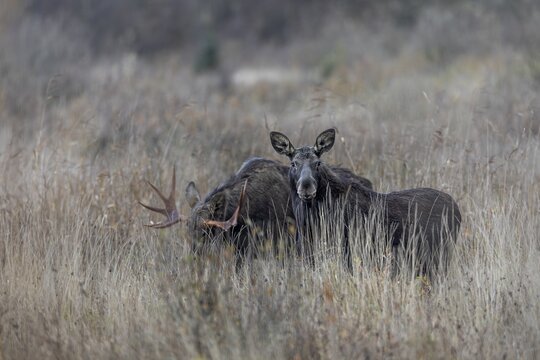 Of the original four bull moose (Alces alces), only one still follows the cow moose, mating season, moose rut, October, Denmark
