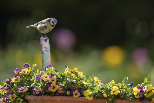 Blue tit (Cyanistes caeruleus) adult garden bird on a trowl handle in plant pot with pansy and viola flowers in spring, Suffolk, England, United Kingdom