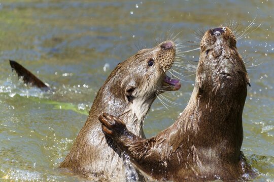 Two otters engage playfully in the water, European otter (Lutra lutra) Germany
