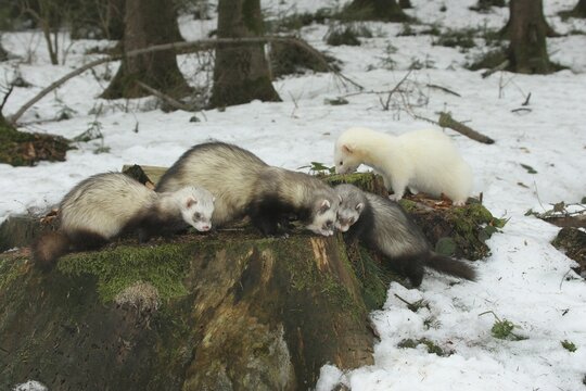 Ferret (Mustela putorius furo) in the snow, on an old tree stump, pet keeping, Allg&auml;u, Bavaria, Germany