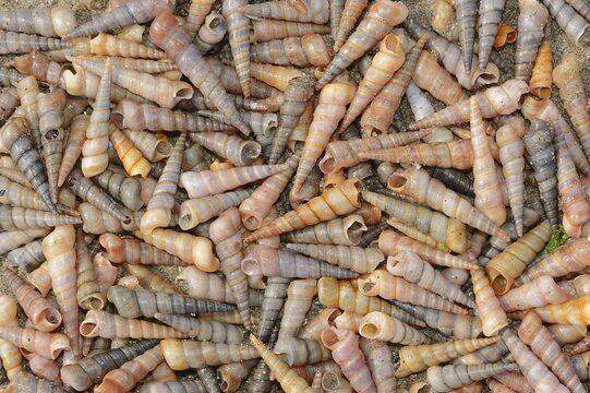 Common tower snail (Turritella communis) empty shells on the beach, Camargue, Provence, southern France