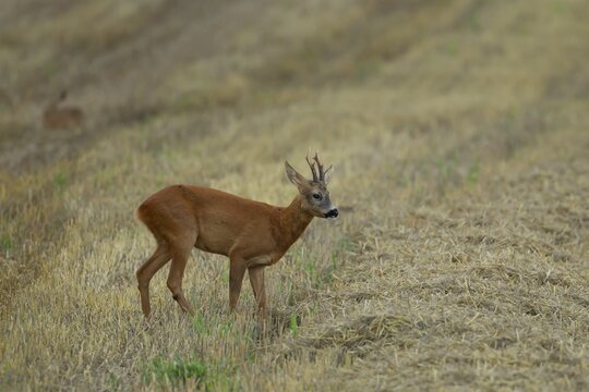 Roe deer (Capreolus capreolus) adult male buck animal on a farmland stubble field in the countryside, England, United Kingdom