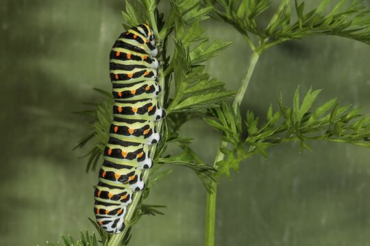 Caterpillar of the swallowtail (Papilio machaon) on garden carrot (Daucus carota), Baden-W&uuml;rttemberg, Germany