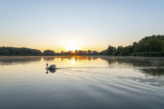 Sunrise at a pond, Mute Swan (Cygnus olor), Thuringia, Germany