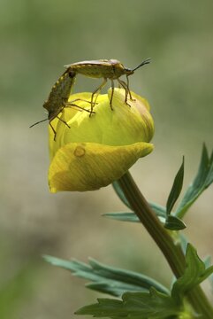 Sloe Bugs (Dolycoris baccarum) perched on a Globe Flower or Globeflower (Trollius europaeus), Lake Riedenersee, Lech Valley, Tirol, Austria