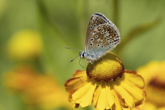 Common blue butterfly (Polyommatus icarus) adult insect feeding on garden Helenium flowers in summer, England, United Kingdom