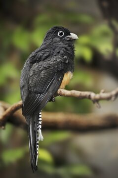 Green-mantled trogon or white-tailed trogon (Trogon viridis), female, captive, occurring in South America