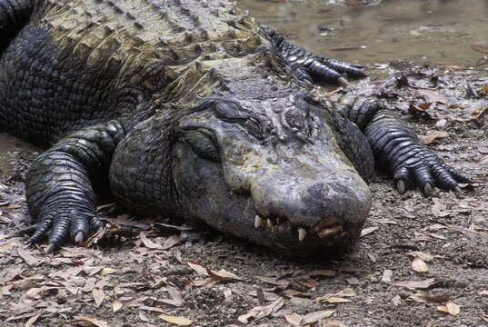 Alligator ( Alligator missisipiensis ), Florida, USA