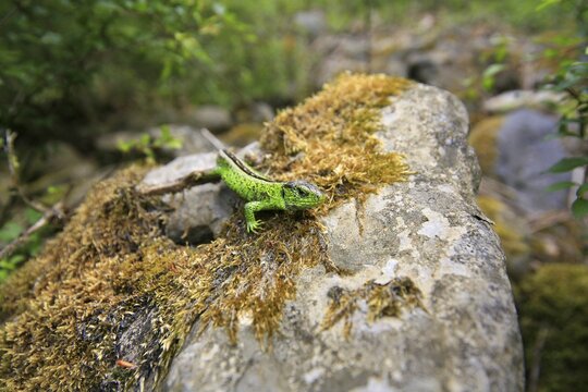 Male Sand Lizard (Lacerta agilis), lying exposed on a rock