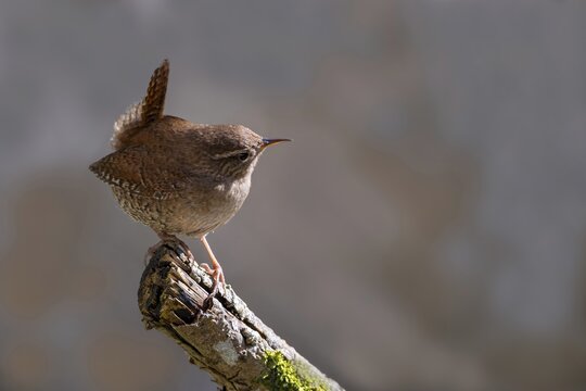 Wren (Troglodytes troglodytes), sitting on a branch, Kundler Klamm, Kundl, Tyrol, Austria
