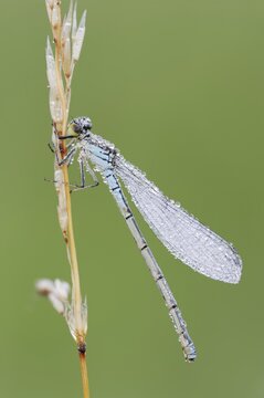 Small red-eyed damselfly (Erythromma viridulum), female with dewdrops, North Rhine-Westphalia, Germany