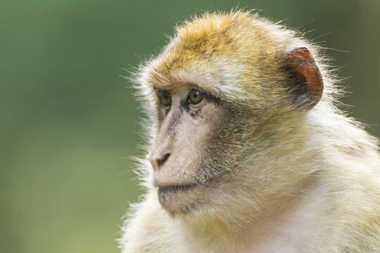 Barbary Macaque (Macaca sylvanus), captive