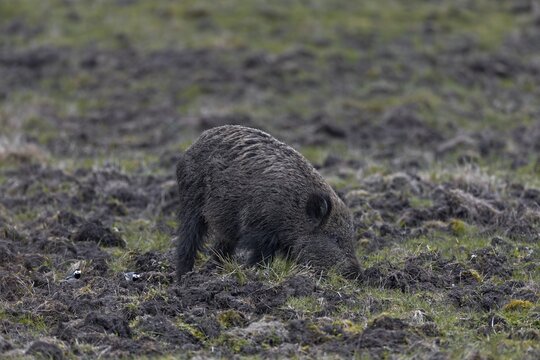 White wagtails are food opportunists, here two birds accompany a wild boar (Sus scrofa) in search of food, Wildschaden, Denmark
