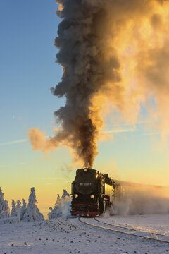 Brockenbahn travels through snowy Spruces (Picea) to the Brocken in the evening light, Harz, Schierke, Saxony-Anhalt, Germany