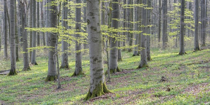 Beech forest in early spring, first tender green leaves, Hainich National Park, Bad Langensalza, Thuringia, Germany