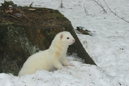 Ferret (Mustela putorius furo) in the snow on an old tree stump, pet keeping, Allg&auml;u, Bavaria, Germany